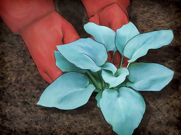 怎样驱赶无壳蜗牛 13