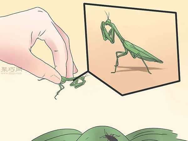 如何用手移除臭虫 7