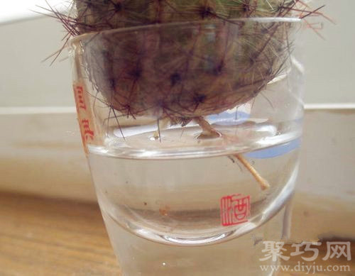 仙人球可以水培吗？水培仙人球的养殖方法