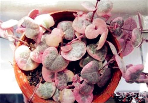 多肉植物爱之蔓的养殖方法及繁殖方法