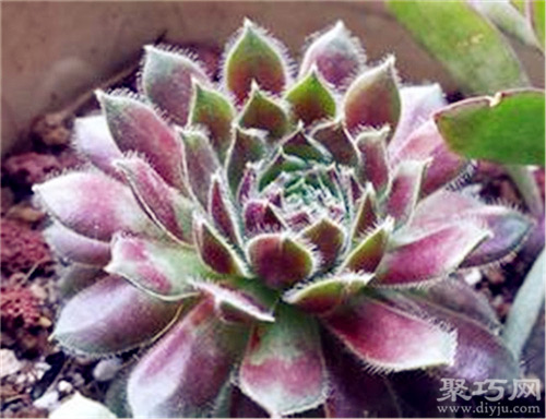多肉植物紫牡丹的养殖方法及繁殖方法