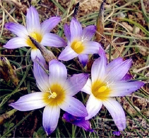 3月12日生日花沙洲蕃红花