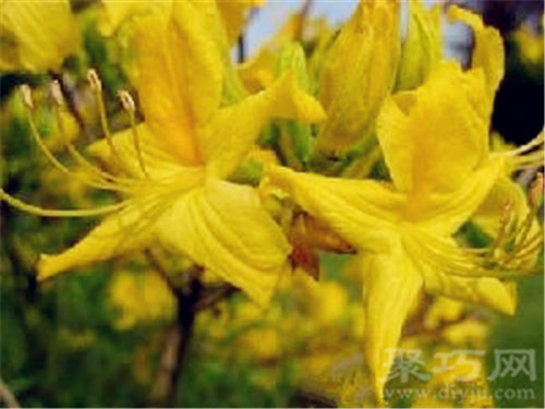 5月27日生日花黄石南