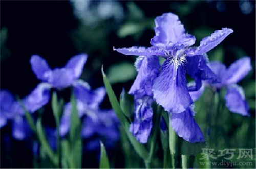 5月28日生日花：鸢尾花 鸢尾花花语