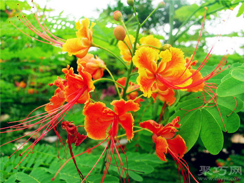 5月6日生日花：金凤花 金凤花花语