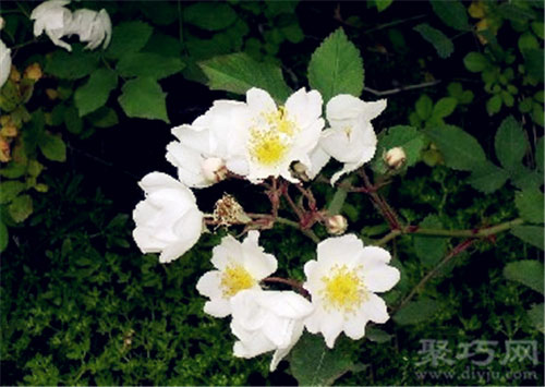 6月12日生日花野蔷薇