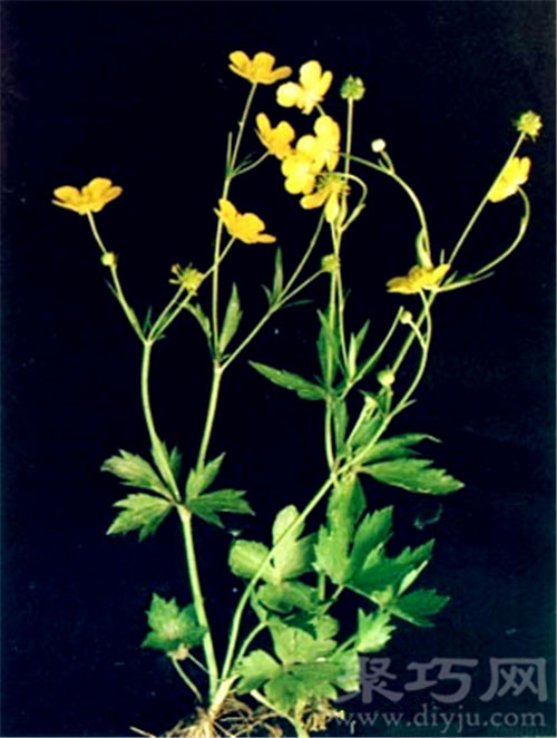 6月13日生日花：毛茛 毛茛花语
