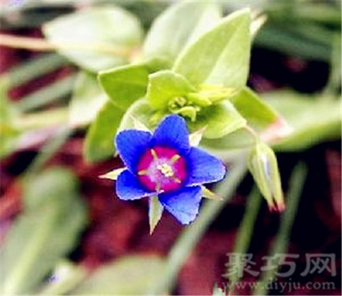 6月2日生日花蓝繁缕