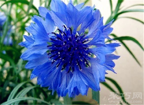 6月28日生日花矢车菊