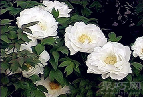 7月11日生日花白蔓荷包牡丹