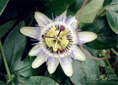 9月12日生日花：时钟花 时钟花花语