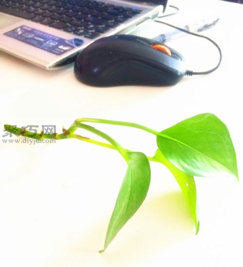 可乐罐手工制作 易拉罐手工制作小盆栽